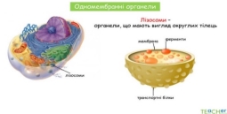 Презентація до уроку: "Одно- та немембранні органели"